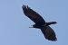 Rook (Corvus frugilegus) © hidden author