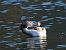 Svasso maggiore (Podiceps cristatus) © Lotte Eisenstecken