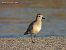 Pivieressa (Pluvialis squatarola) © Nicola Romeo Arena