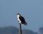 Falco pescatore (Pandion haliaetus) © Giovanni Gianelli