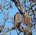Sparviere (Accipiter nisus) © Giovanni Gianelli