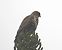 Poiana (Buteo buteo) © Tiziana Ciaghi