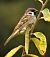 Passera mattugia (Passer montanus) © Tiziana Ciaghi