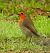 Pettirosso (Erithacus rubecula) © Tiziana Ciaghi