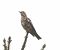 Tordela (Turdus viscivorus) © Tiziana Ciaghi