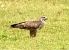 Poiana (Buteo buteo) © Tiziana Ciaghi