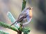 Pettirosso (Erithacus rubecula) © Tiziana Ciaghi