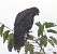 Poiana (Buteo buteo) © Tiziana Ciaghi