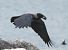 Cornacchia grigia (Corvus cornix) © Tiziana Ciaghi