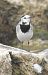Ballerina bianca (Motacilla alba) © Tiziana Ciaghi
