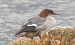 Smergo maggiore (Mergus merganser) © Tiziana Ciaghi