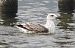 Gabbiano reale (Larus michahellis) © Tiziana Ciaghi