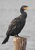 Cormorano (Phalacrocorax carbo) © Tiziana Ciaghi