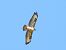 Poiana (Buteo buteo) © Tiziana Ciaghi