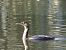 Cormorano (Phalacrocorax carbo) © Tiziana Ciaghi