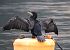 Cormorano (Phalacrocorax carbo) © Tiziana Ciaghi