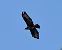 Poiana (Buteo buteo) © Simona Corbellini