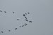 Gru (Grus grus) © Simona Corbellini