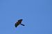 Sparviere (Accipiter nisus) © Simona Corbellini