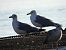 Gabbiano pontico (Larus cachinnans) © Dario Salemi