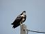 Falco pescatore (Pandion haliaetus) © Dario Salemi
