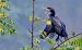 Cormorano (Phalacrocorax carbo) © Angelo Matteucci