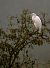 Airone bianco (Ardea alba) © Angelo Matteucci