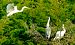 Airone bianco (Ardea alba) © Angelo Matteucci