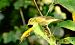 Luì piccolo (Phylloscopus collybita) © Angelo Matteucci