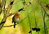 Pettirosso (Erithacus rubecula) © Angelo Matteucci