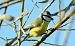 Cinciarella (Cyanistes caeruleus) © Angelo Matteucci