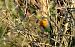 Pettirosso (Erithacus rubecula) © Angelo Matteucci