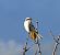 Averla maggiore (Lanius excubitor) © Denise Schneider
