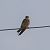Lodolaio (Falco subbuteo) © Denise Schneider