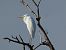Grande Aigrette (Ardea alba) © Pucci Mario