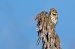 Migliarino di palude (Emberiza schoeniclus) © Pier Podavini