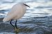 Garzetta (Egretta garzetta) © Pier Podavini