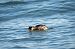 Svasso piccolo (Podiceps nigricollis) © Pier Podavini