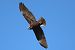 Falco di palude (Circus aeruginosus) © Maurizio Parenti