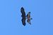 Aquila anatraia maggiore (Clanga clanga) © Maurizio Parenti