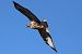 Poiana (Buteo buteo) © Maurizio Parenti