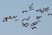 Gru (Grus grus) © Maurizio Parenti