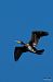 Cormorano (Phalacrocorax carbo) © Mario Ghislanzoni