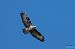 Poiana (Buteo buteo) © Mario Ghislanzoni