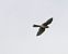 Falco cuculo (Falco vespertinus) © Massimo Angei