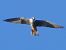 Lodolaio (Falco subbuteo) © Massimo Angei