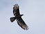 Falco pecchiaiolo (Pernis apivorus) © Massimo Angei