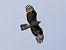 Falco pecchiaiolo (Pernis apivorus) © Massimo Angei