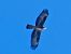 European Honey Buzzard (Pernis apivorus) © Massimo Angei