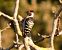 Lesser Spotted Woodpecker (Dryobates minor) © Massimo Angei